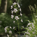 Vrbovka málokvětá