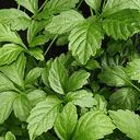 Gynostema pětilistá